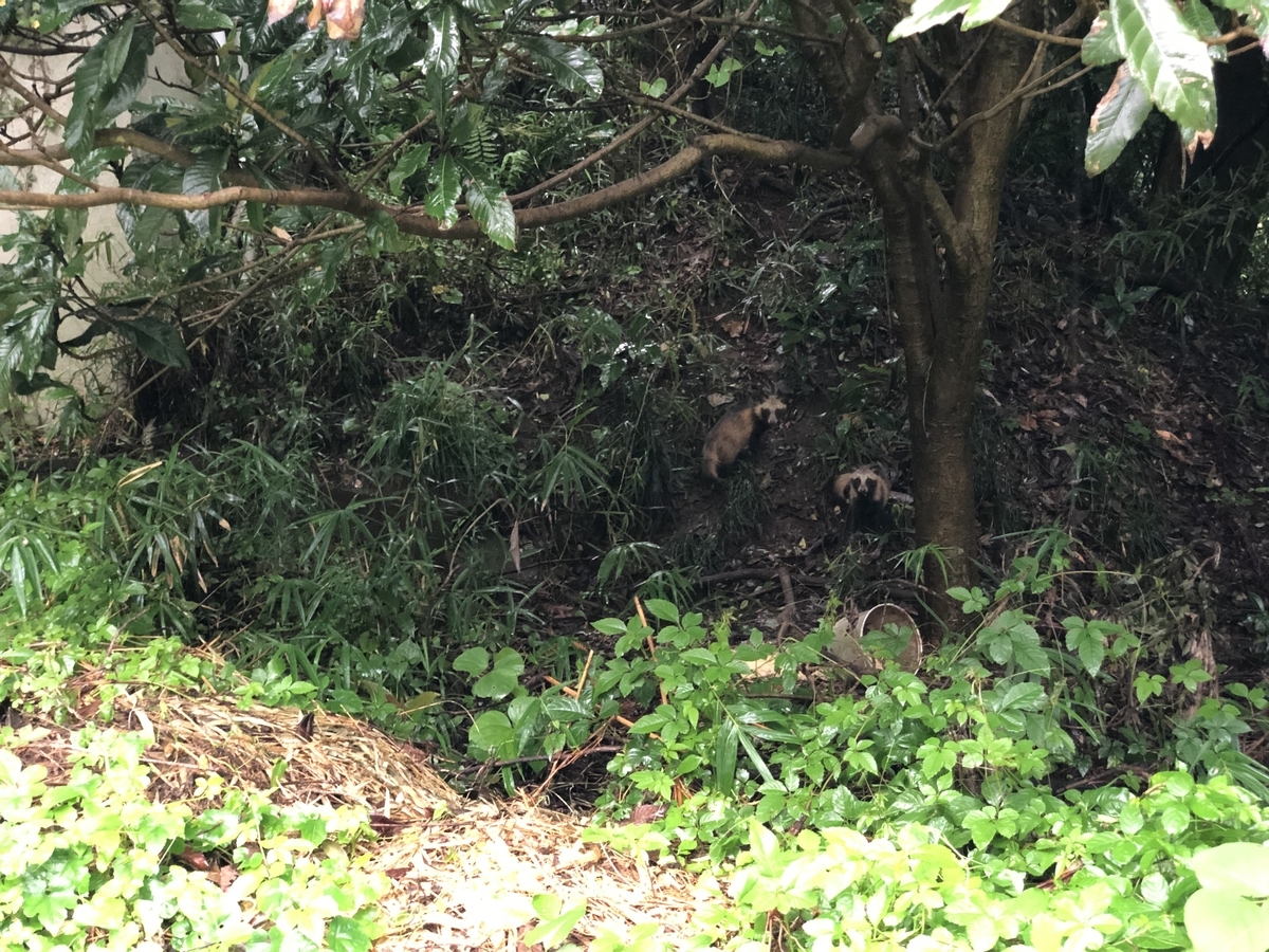 f:id:nakanomenoen:20210903205220j:plain