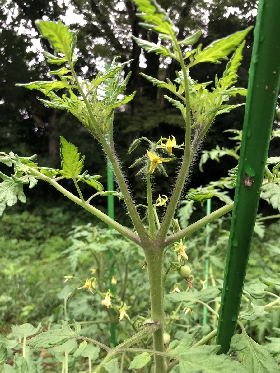 f:id:nakanomenoen:20210903205358j:plain