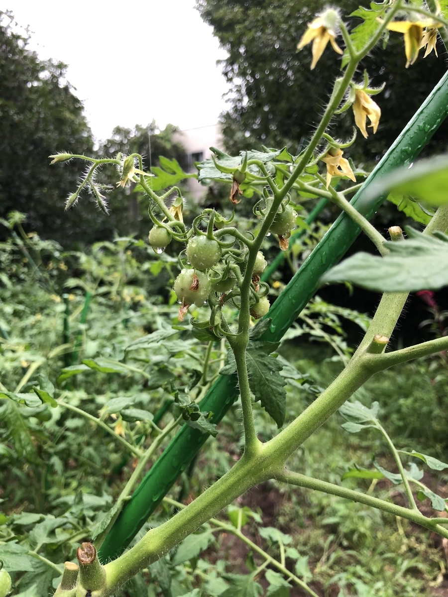 f:id:nakanomenoen:20210903205430j:plain