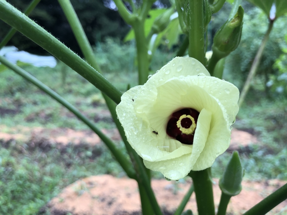 f:id:nakanomenoen:20210903205901j:plain