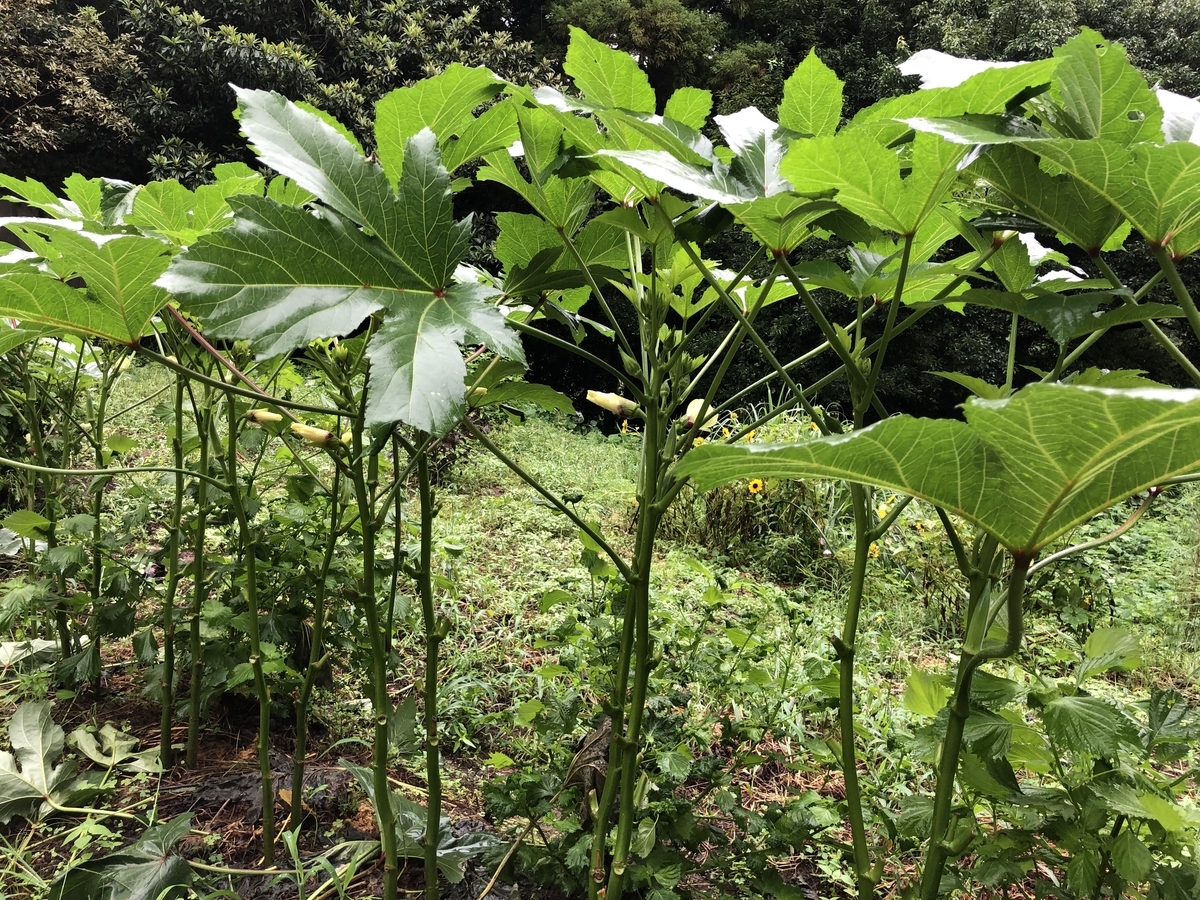 f:id:nakanomenoen:20210903205937j:plain