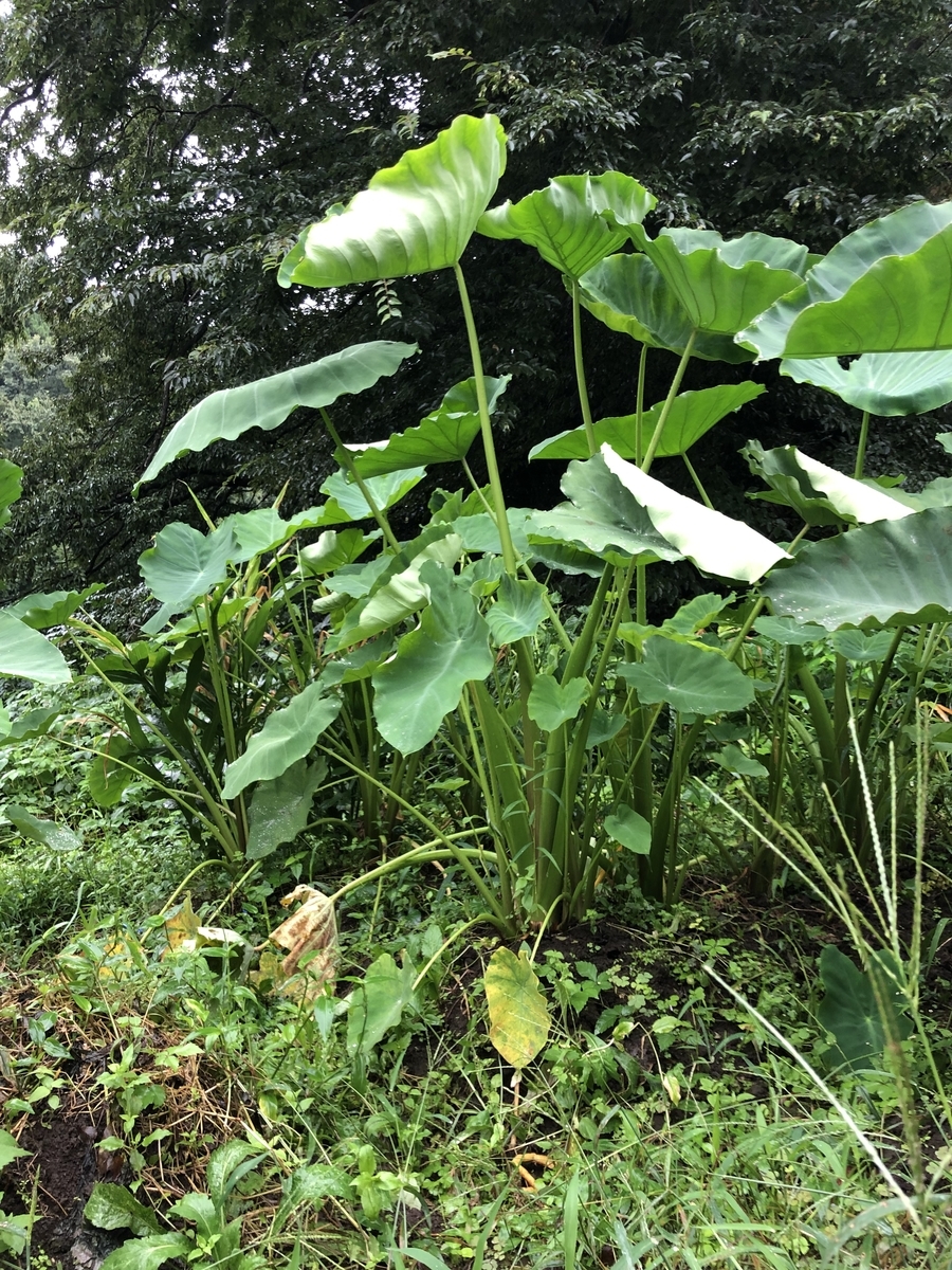 f:id:nakanomenoen:20210903210002j:plain