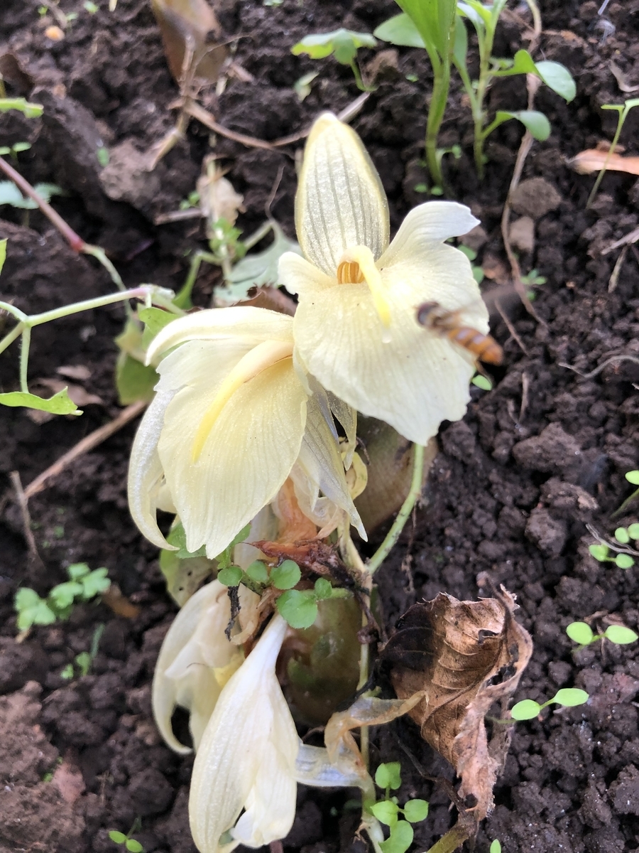 f:id:nakanomenoen:20220312210043j:plain