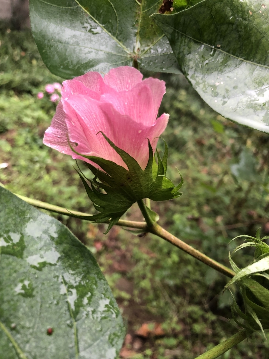 f:id:nakanomenoen:20220312210549j:plain