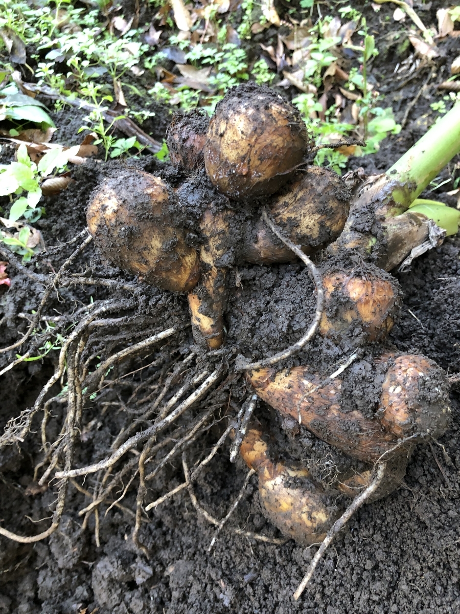 f:id:nakanomenoen:20220312210928j:plain