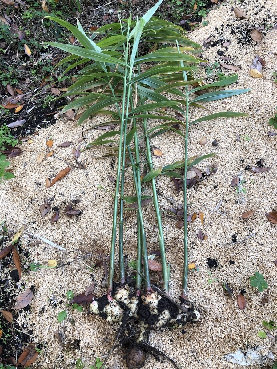 f:id:nakanomenoen:20220312211002j:plain