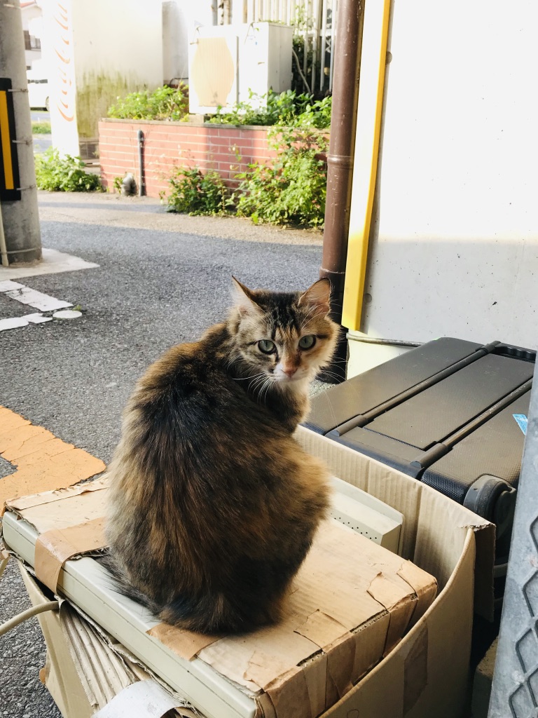 f:id:nakanooto:20190314191535j:plain f:id:nakanooto:20190314191535j:plain