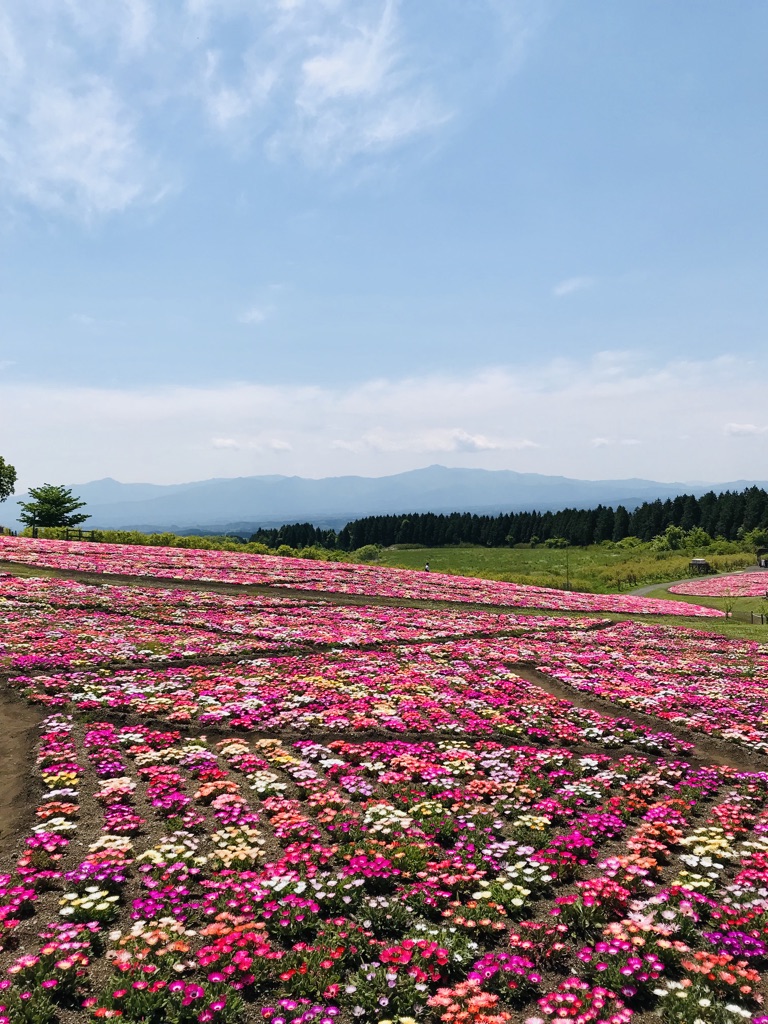 f:id:nakanooto:20190516122436j:plain f:id:nakanooto:20190516122436j:plain