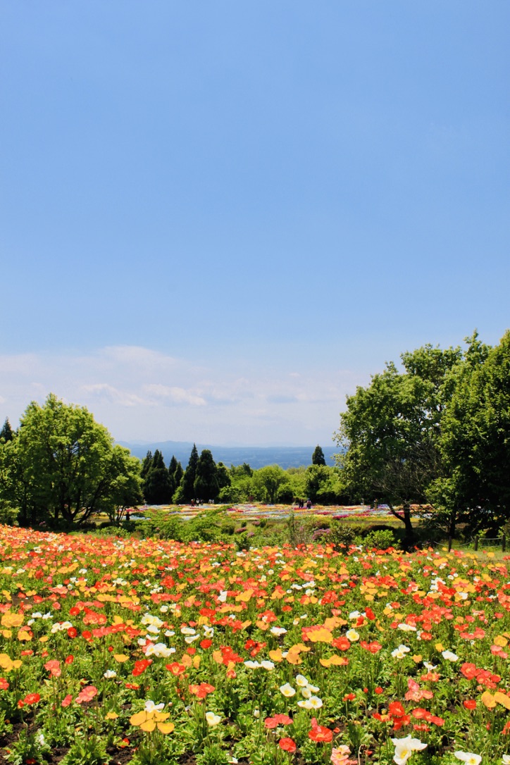 f:id:nakanooto:20190516125421j:plain f:id:nakanooto:20190516125421j:plain