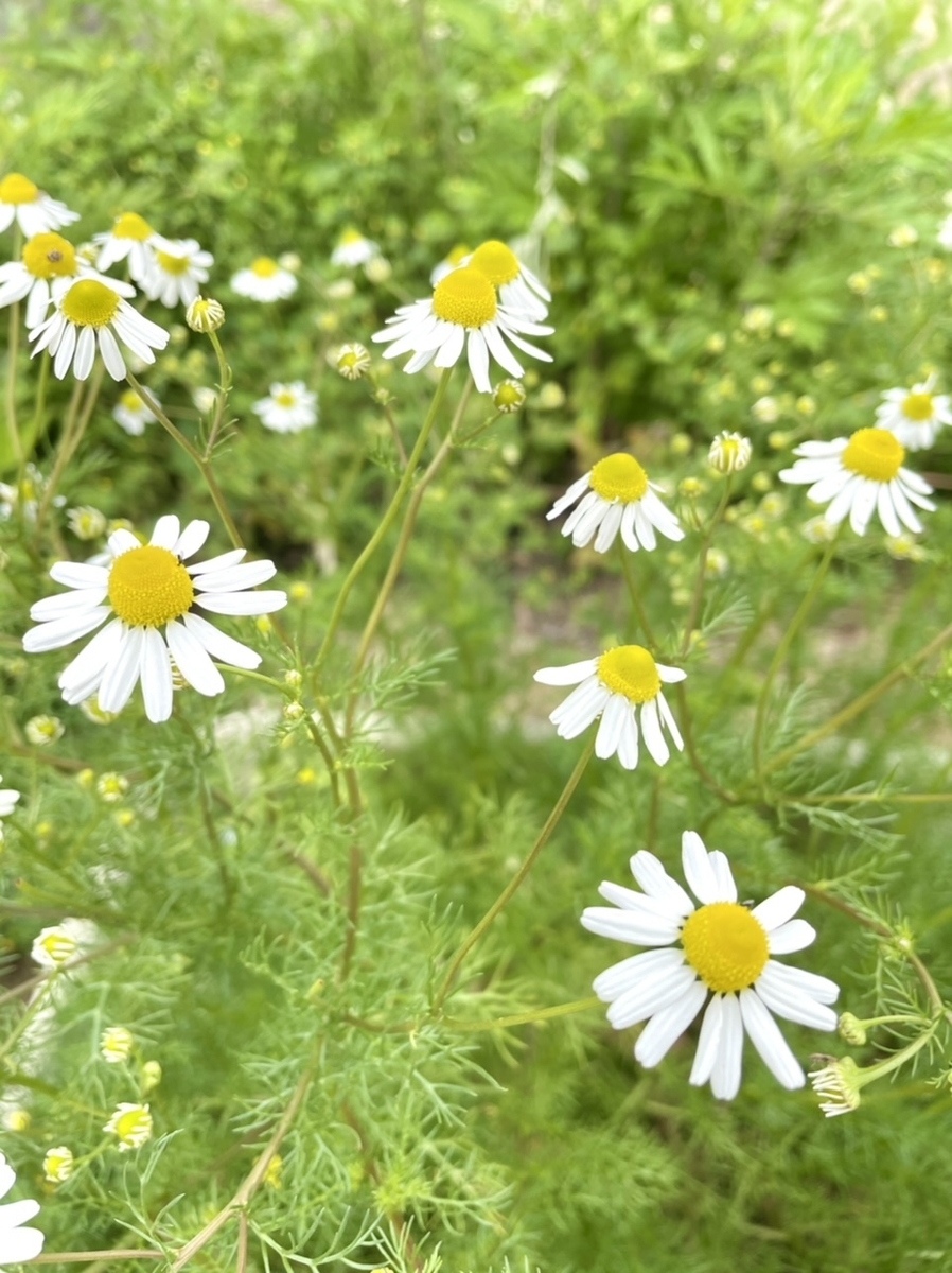 f:id:nakanoyama:20210505154852j:plain