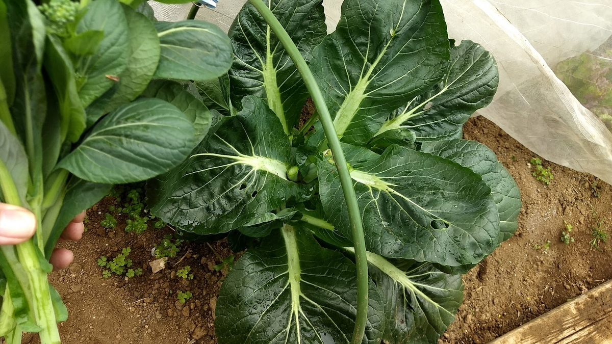 f:id:nakarobo:20200407043148j:plain f:id:nakarobo:20200407043148j:plain