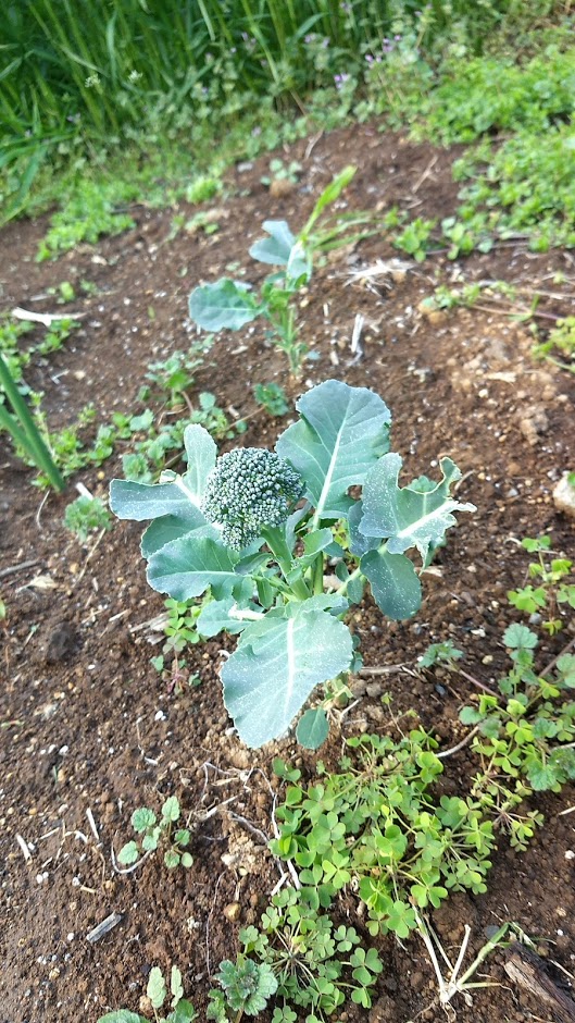 f:id:nakarobo:20200407043831j:plain f:id:nakarobo:20200407043831j:plain