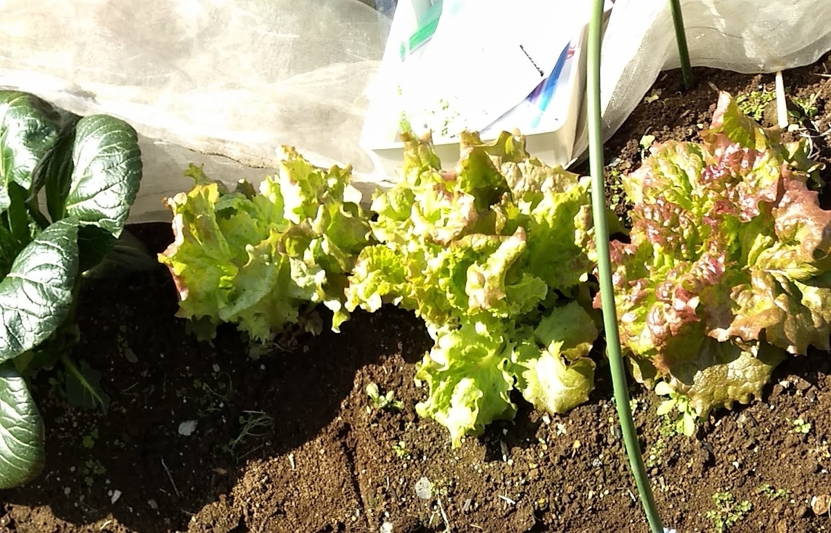 f:id:nakarobo:20200407045050j:plain f:id:nakarobo:20200407045050j:plain