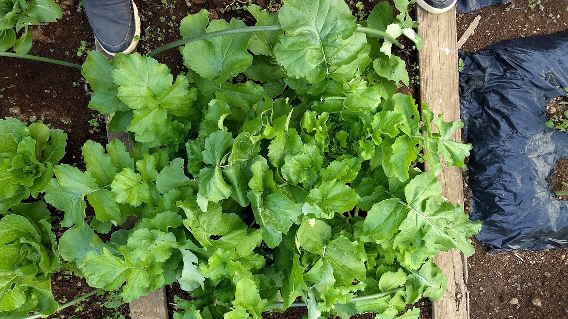 f:id:nakarobo:20210511211858j:plain