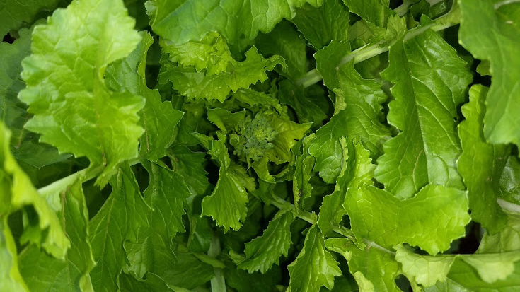 f:id:nakarobo:20210511211953j:plain