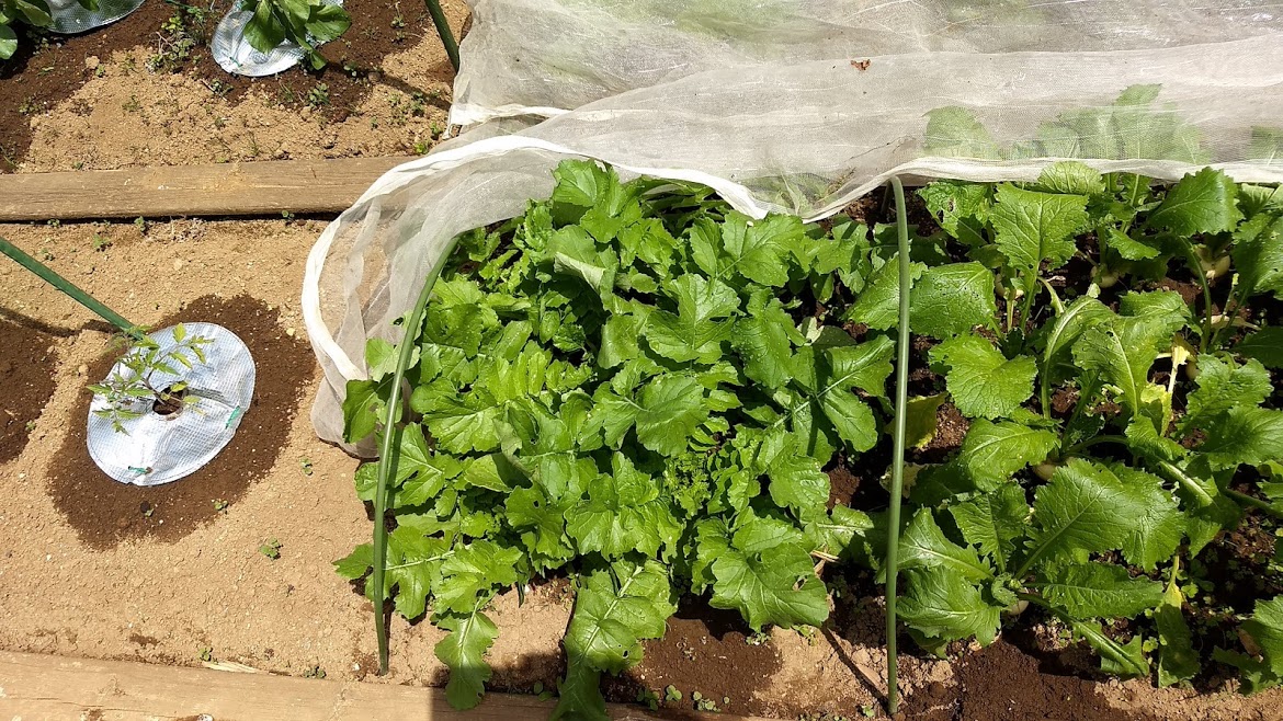 f:id:nakarobo:20210511212204j:plain