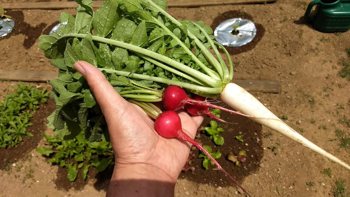 f:id:nakarobo:20210511212256j:plain