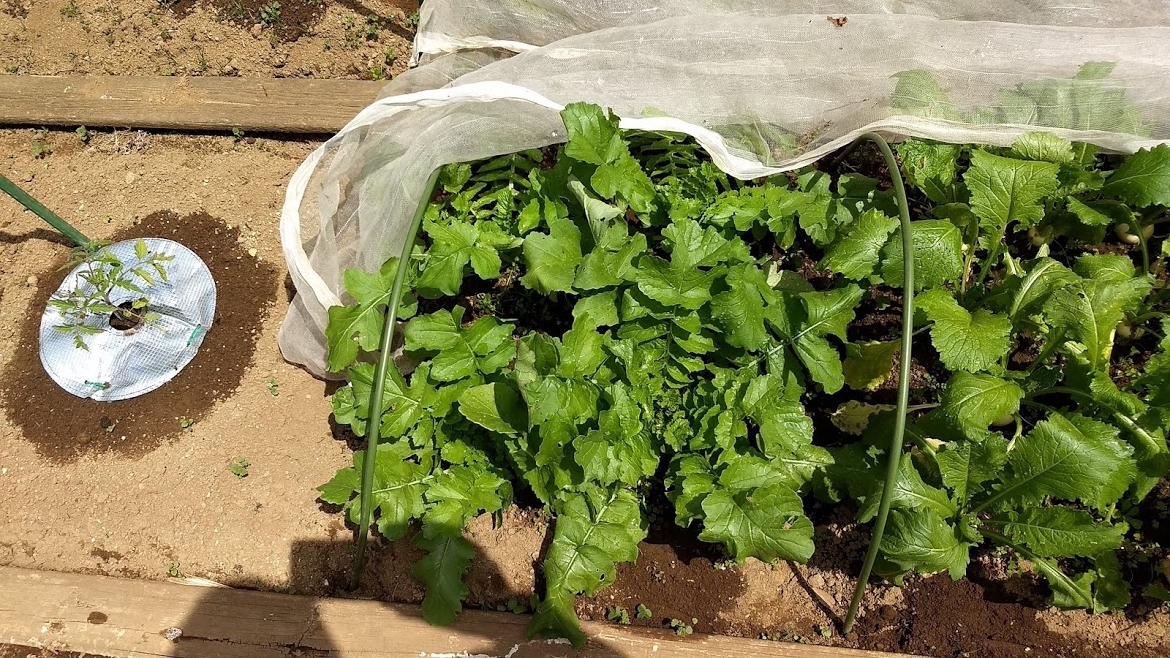 f:id:nakarobo:20210511212424j:plain