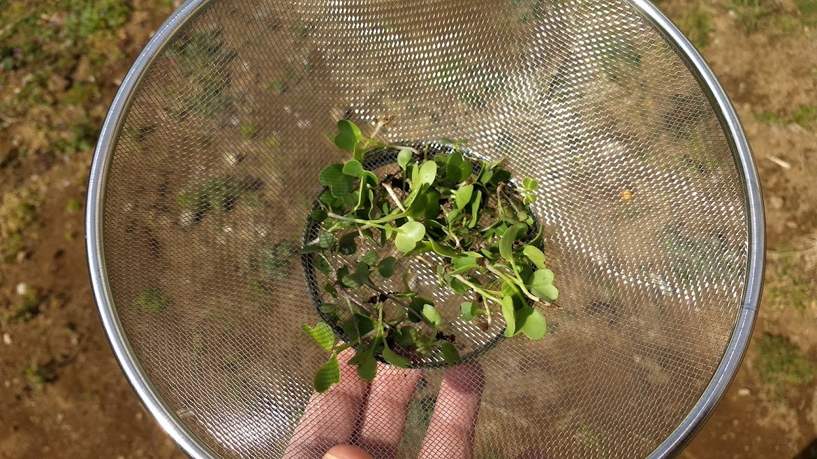 f:id:nakarobo:20210511214740j:plain