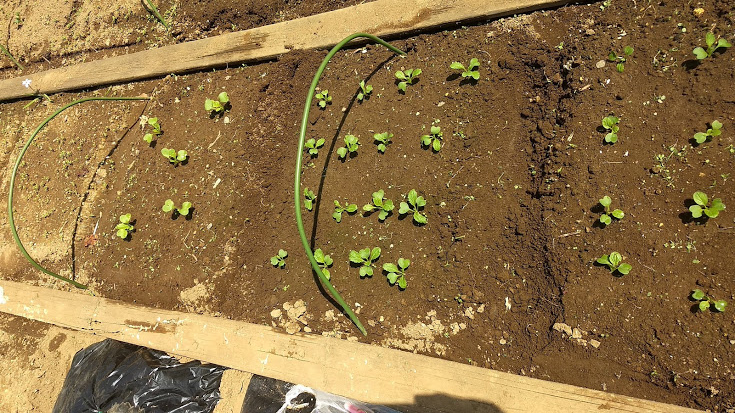 f:id:nakarobo:20210511214923j:plain