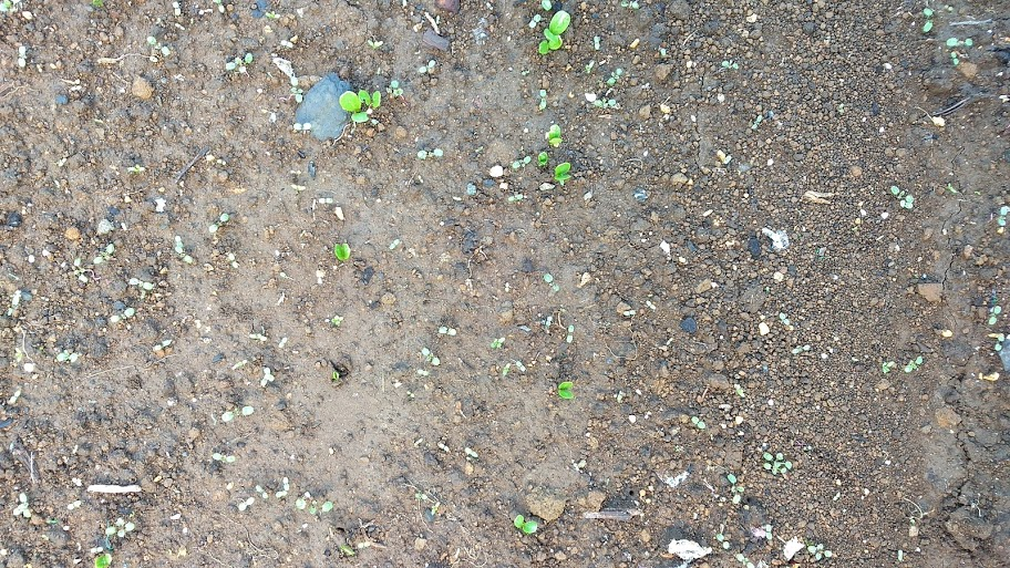 f:id:nakarobo:20210630071830p:plain