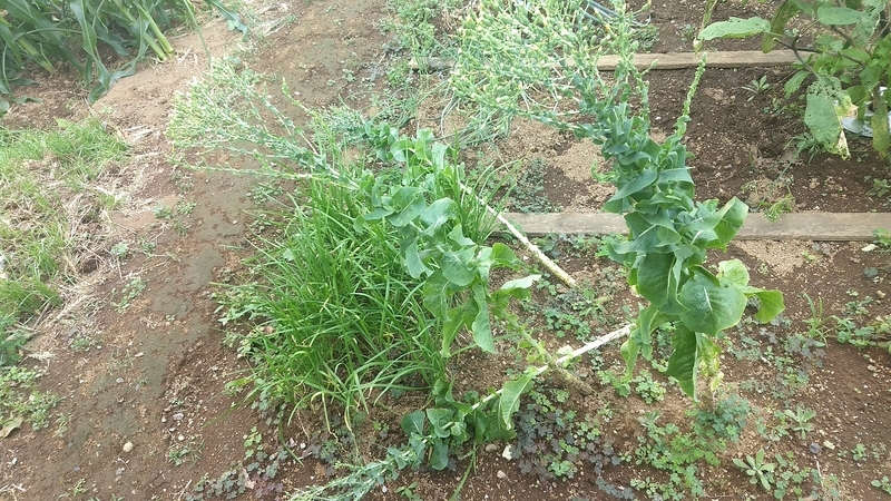 f:id:nakarobo:20210810194239j:plain