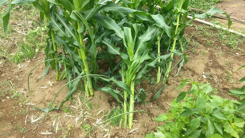 f:id:nakarobo:20210810194304j:plain