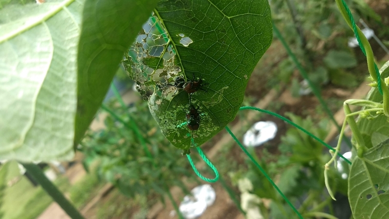 f:id:nakarobo:20210810194528j:plain