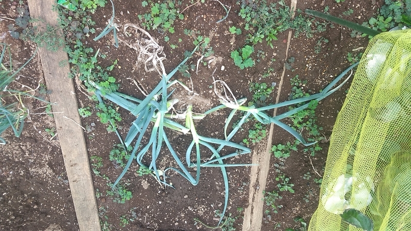 f:id:nakarobo:20210810194730j:plain