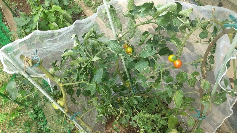 f:id:nakarobo:20210810194915j:plain