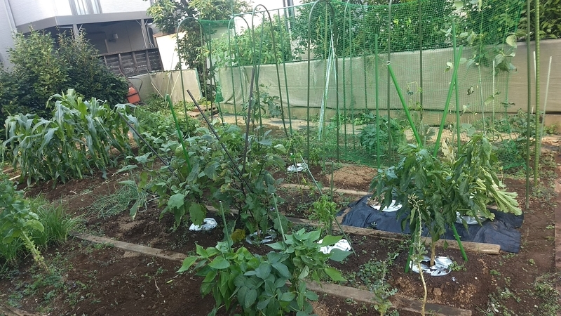 f:id:nakarobo:20210810195317j:plain