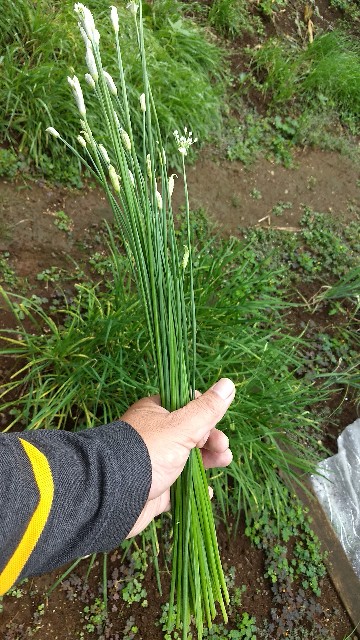 f:id:nakarobo:20210906124612j:image