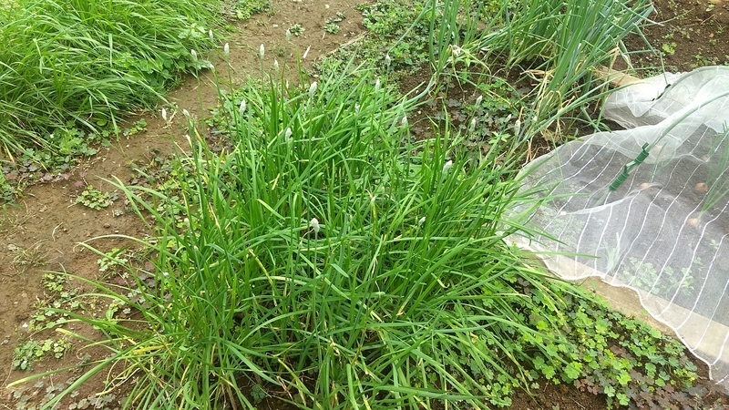 f:id:nakarobo:20211011222850j:plain