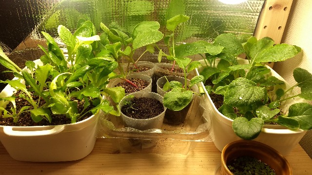 f:id:nakarobo:20221111073734j:image