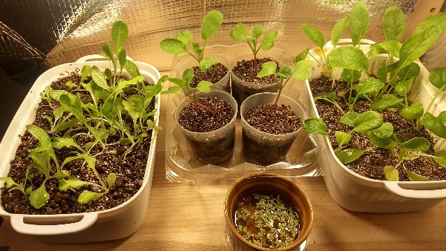 f:id:nakarobo:20221111073934j:image