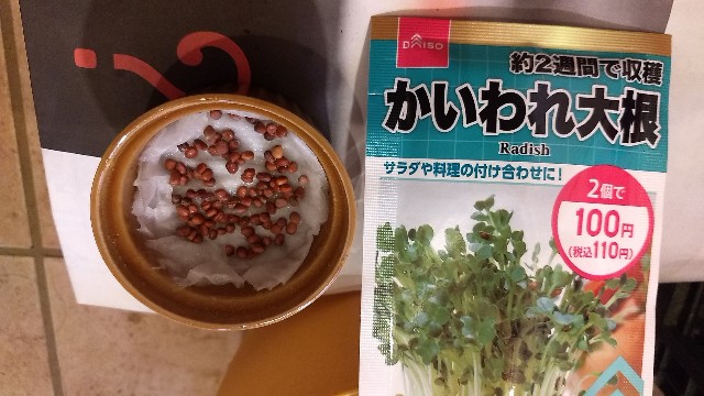 家庭菜園噂の検証 かいわれ大根は大根になるのか 前編 - 横浜家庭菜園