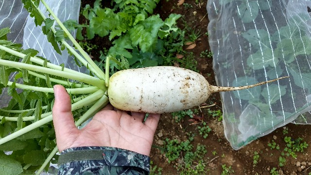 ダイソーのタネ ぽっちゃりおでん大根の栽培記録 - 横浜家庭菜園研究所