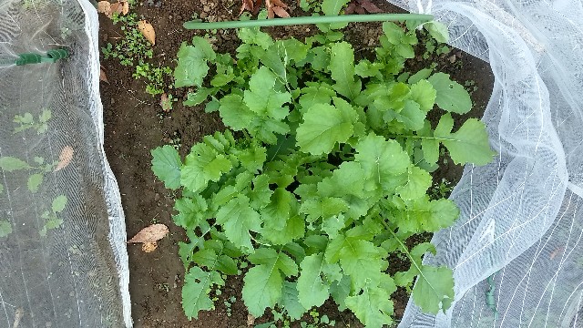 家庭菜園噂の検証 かいわれ大根は大根になるのか 前編 - 横浜家庭菜園
