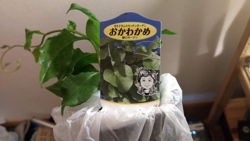 Amazonの苗 「おかわかめ」の栽培記録 - 横浜家庭菜園研究所