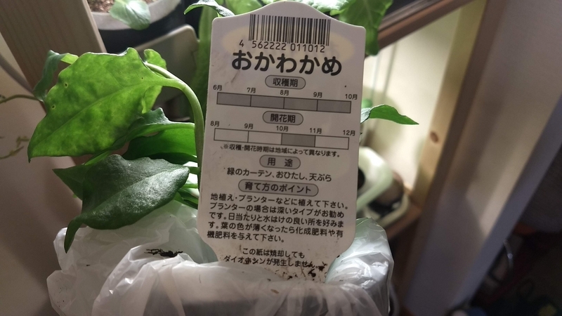 Amazonの苗 「おかわかめ」の栽培記録 - 横浜家庭菜園研究所