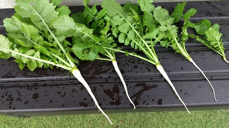 かいわれ大根様 家庭菜園噂の検証 かいわれ大根は春まき大根になるのか - 横浜家庭菜園