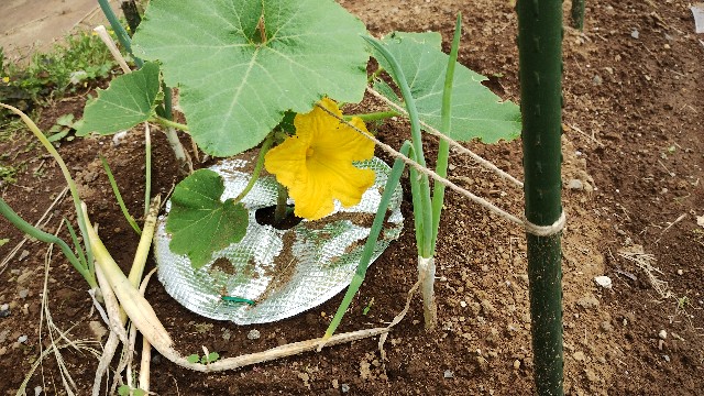 f:id:nakarobo:20240606084423j:image