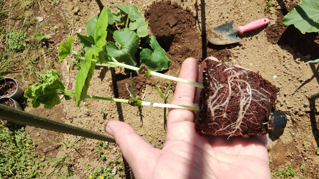 f:id:nakarobo:20240608214203j:image