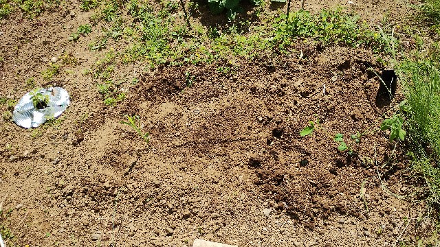 f:id:nakarobo:20240608214321j:image