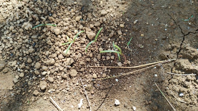 f:id:nakarobo:20240608214509j:image