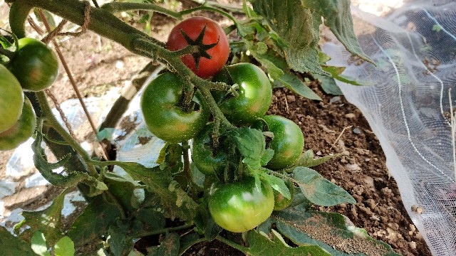 f:id:nakarobo:20240608214720j:image