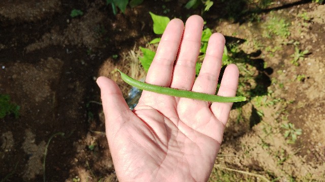 f:id:nakarobo:20240608215201j:image