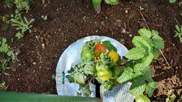 f:id:nakarobo:20240612081307j:image