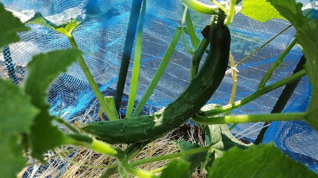 f:id:nakarobo:20240612081343j:image