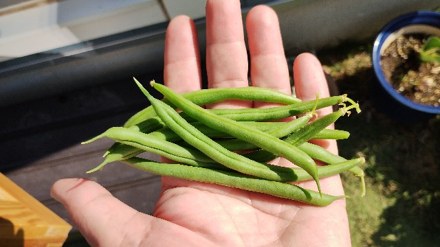 f:id:nakarobo:20240612082627j:image